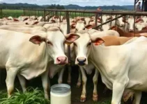 produção leiteira Resende