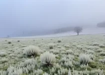 alerta de geada