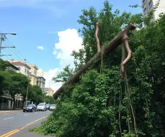queda de árvore